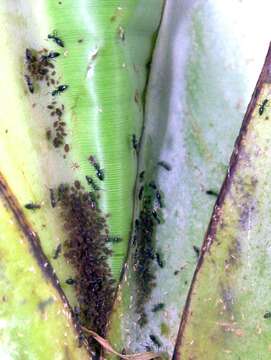 Image of Banana aphid