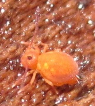 Image of Sminthurinus henshawi (Folsom & JW 1896)