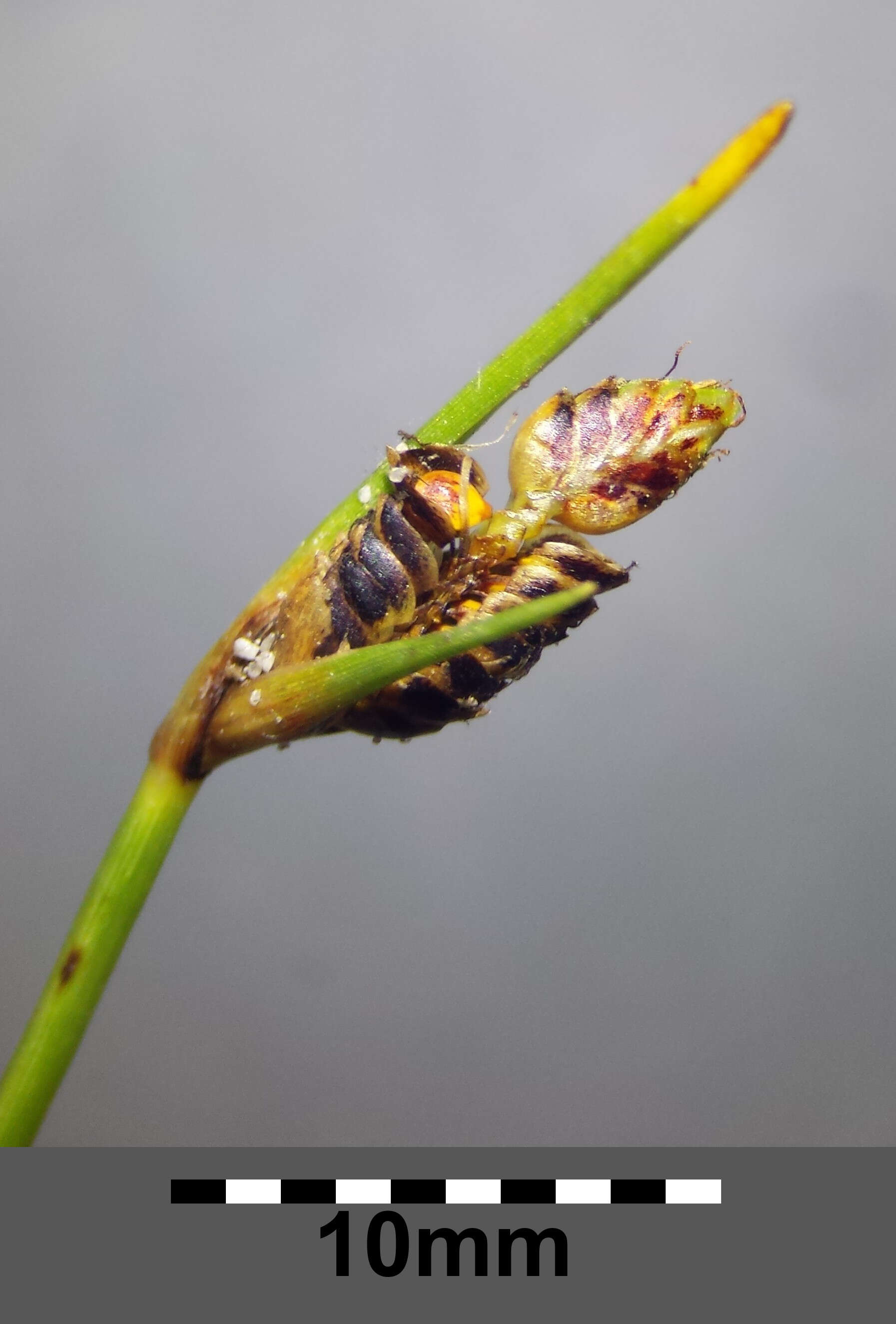 Image of Cyperus pannonicus Jacq.