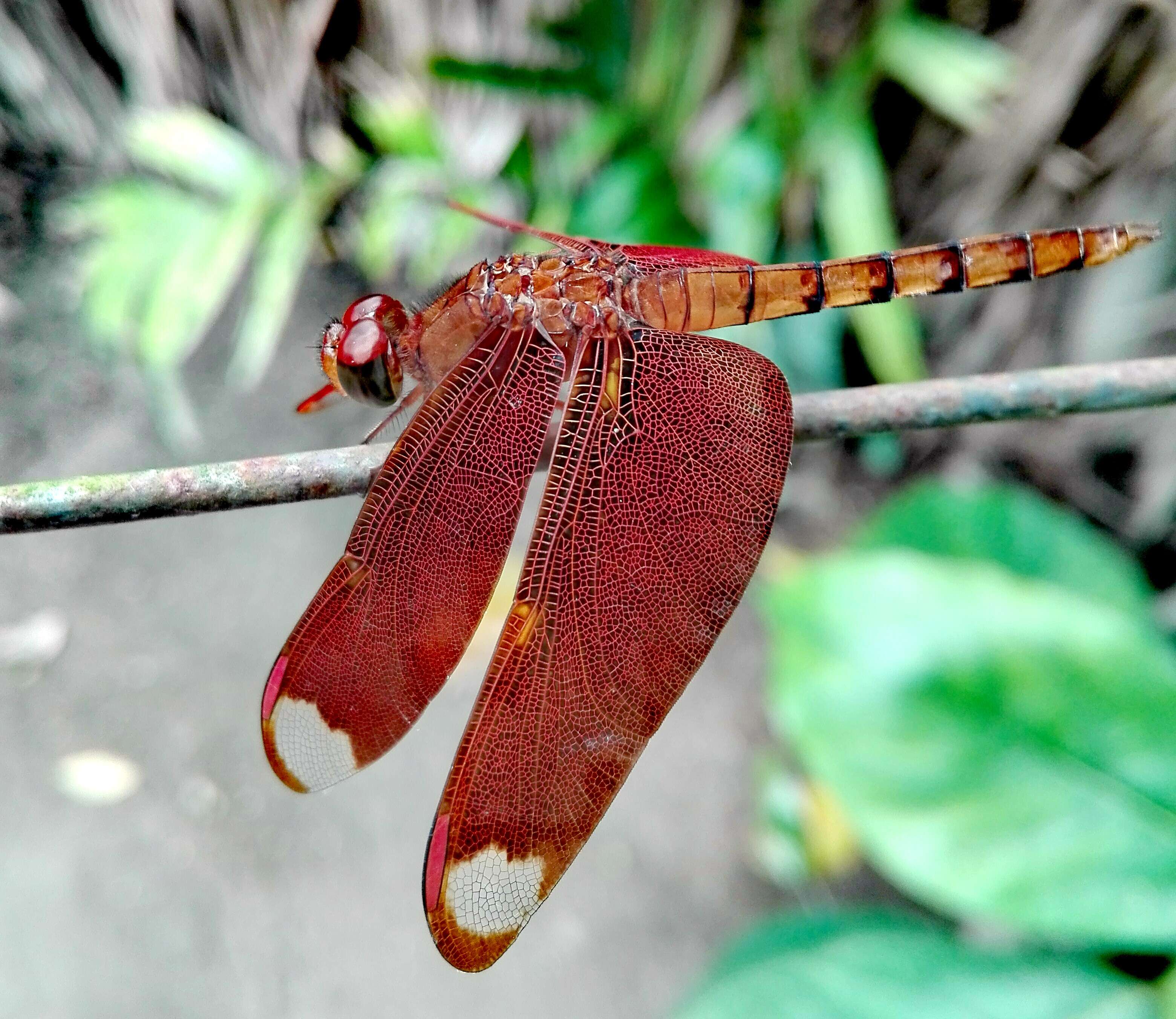 Image of Black Stream Glider