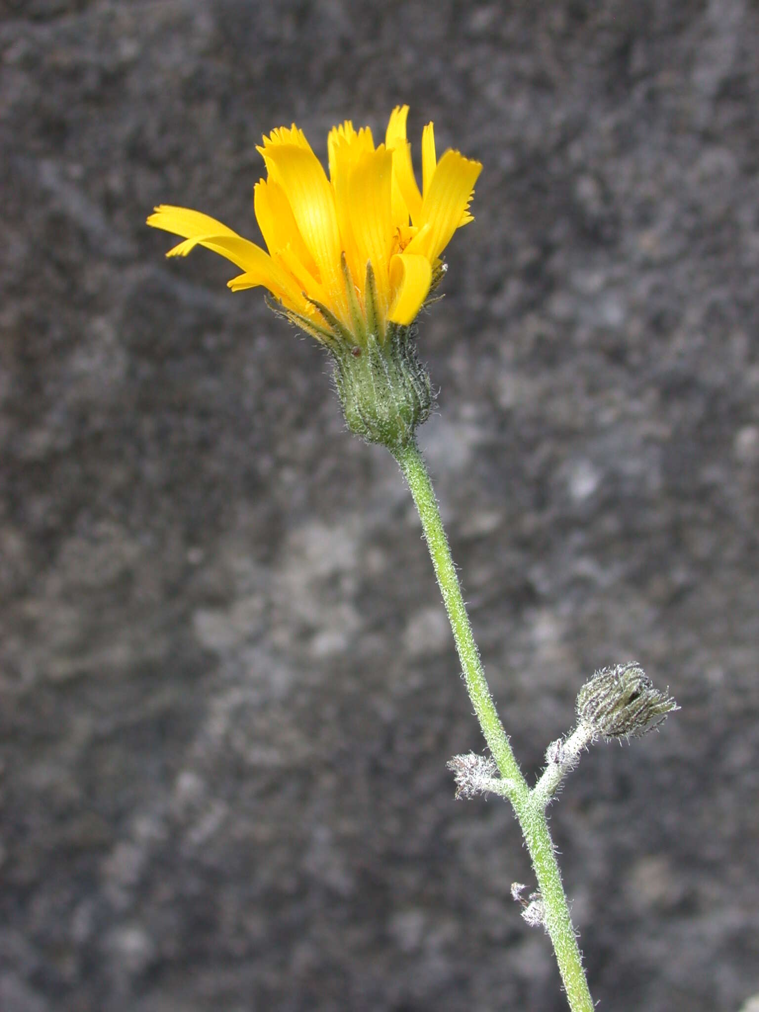 Image of Hieracium caesium (R. E. Fr.) R. E. Fr.