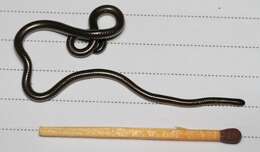 Image of Slender blind snakes