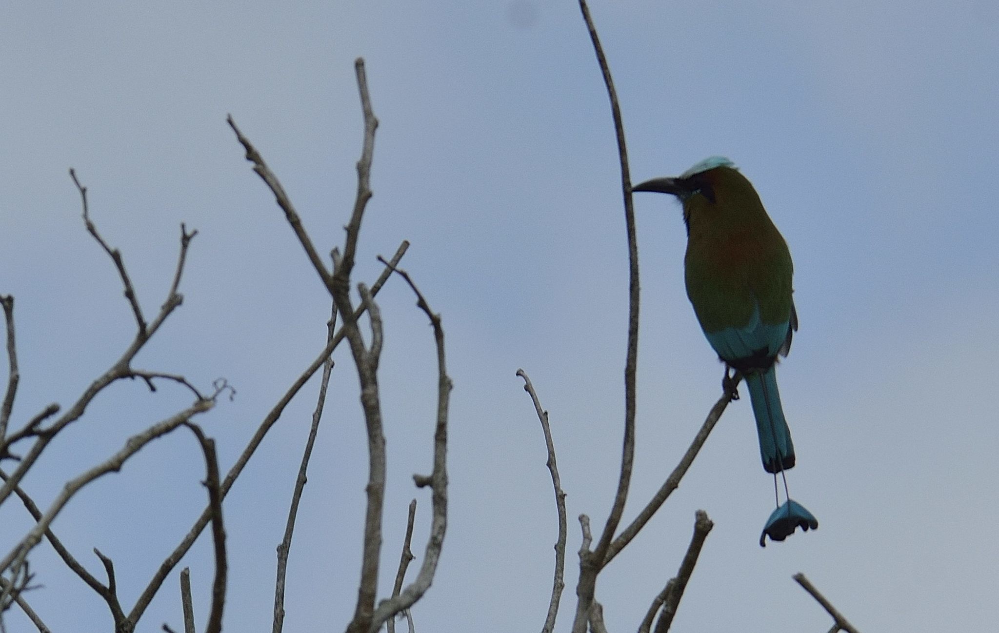 Image of Turquoise-browed Motmot