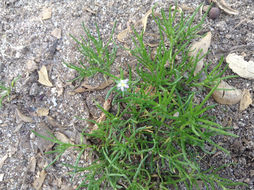 Image of <i>Spergularia marina</i>