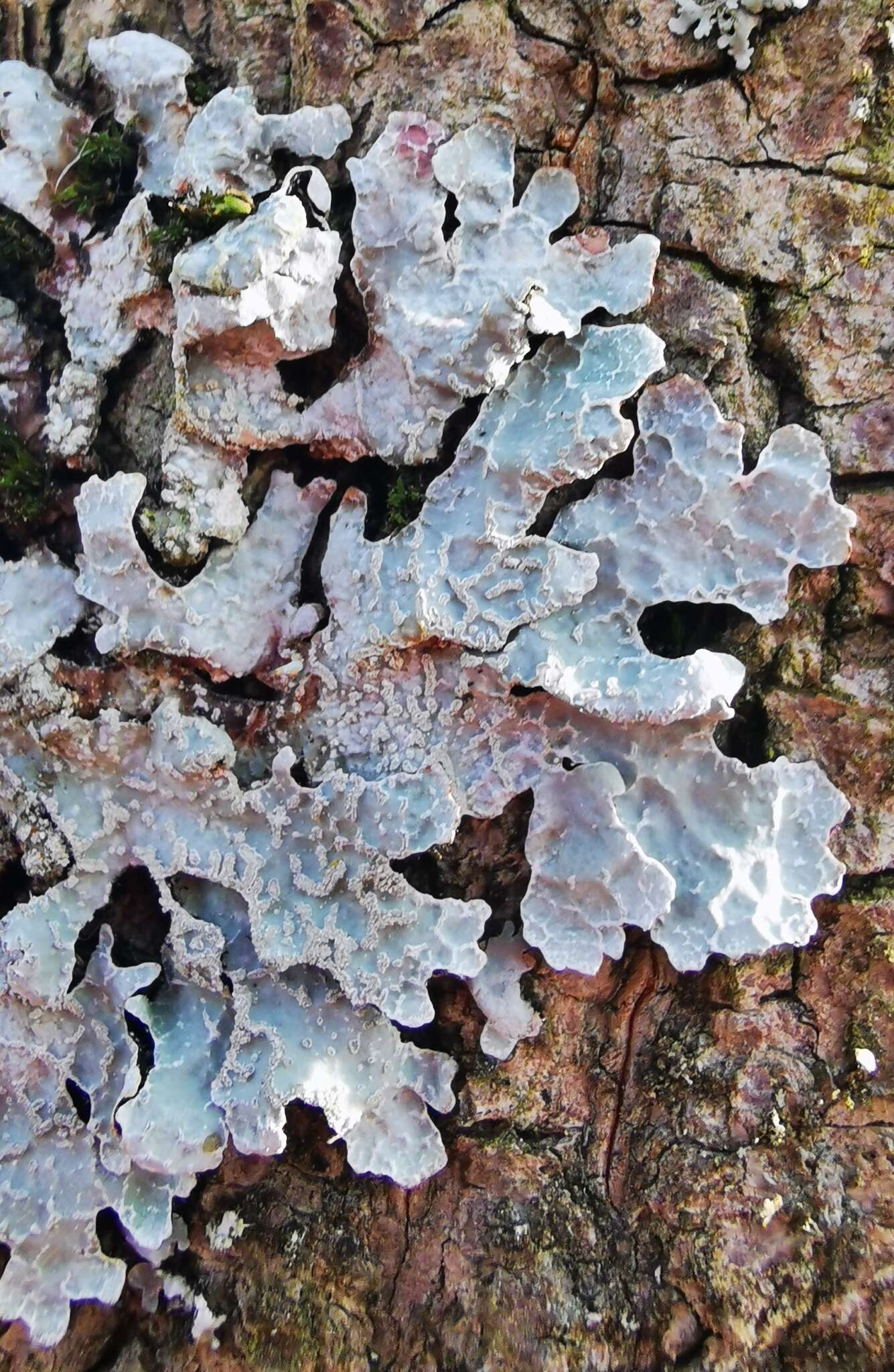 Image of Hammered shield lichen