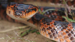 Image of Red-banded Snake