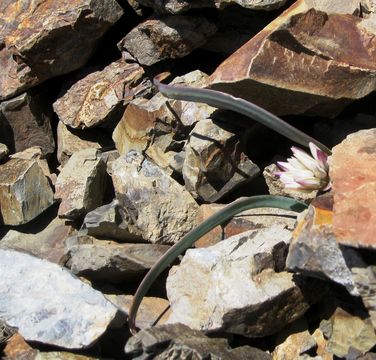 Image of <i>Allium crenulatum</i>