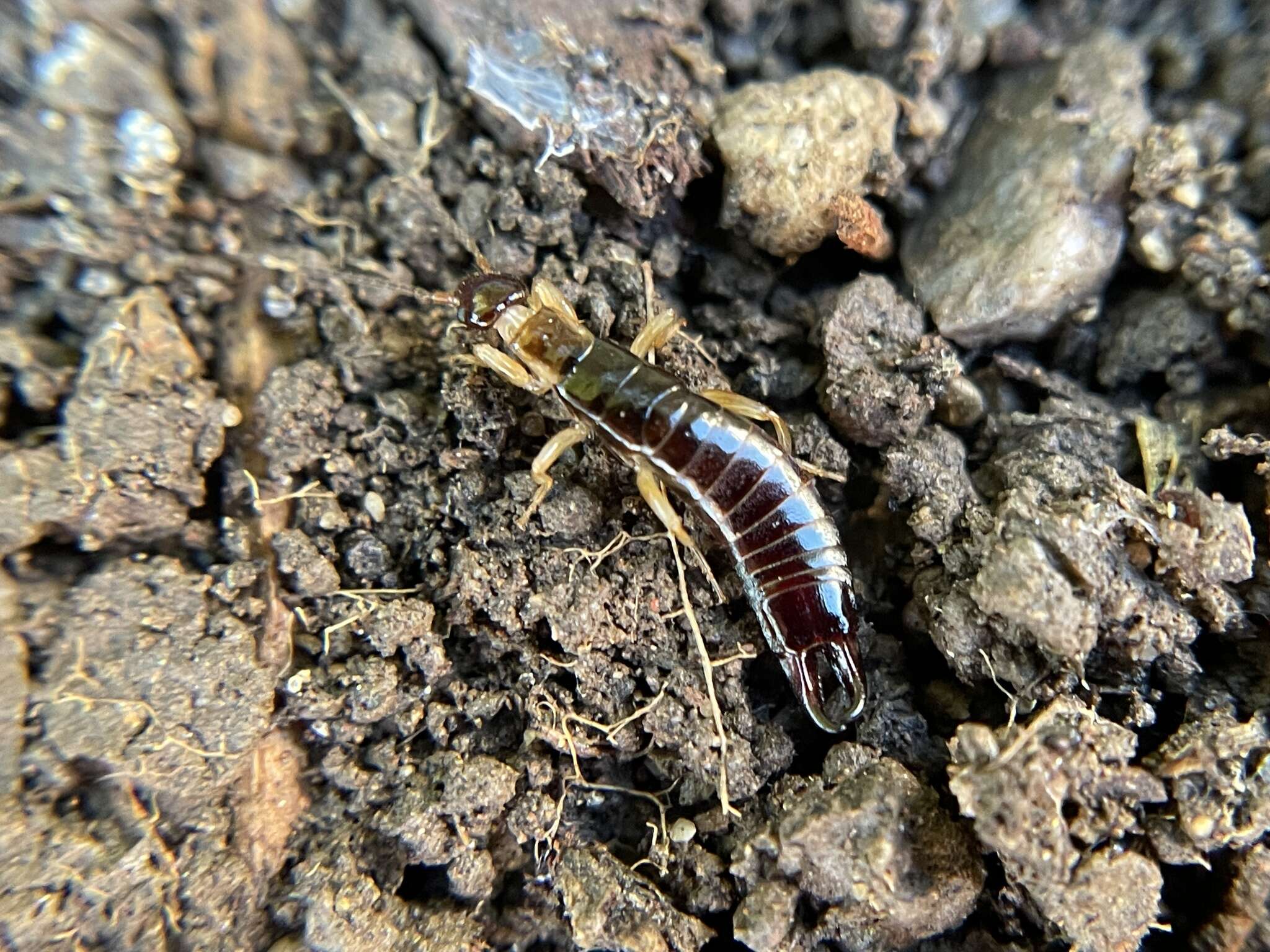 Image of Ringlegged earwig