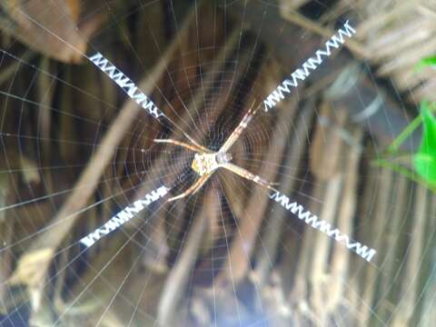 Image of St Andrews cross spider