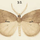 Image of Pseudocoremia lutea Philpott 1914