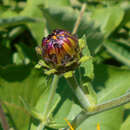 Imagem de Inula royleana DC.