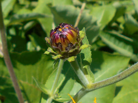 Image of Inula royleana DC.