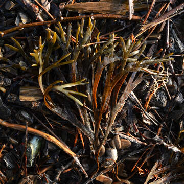 Image of Fucus ceranoides