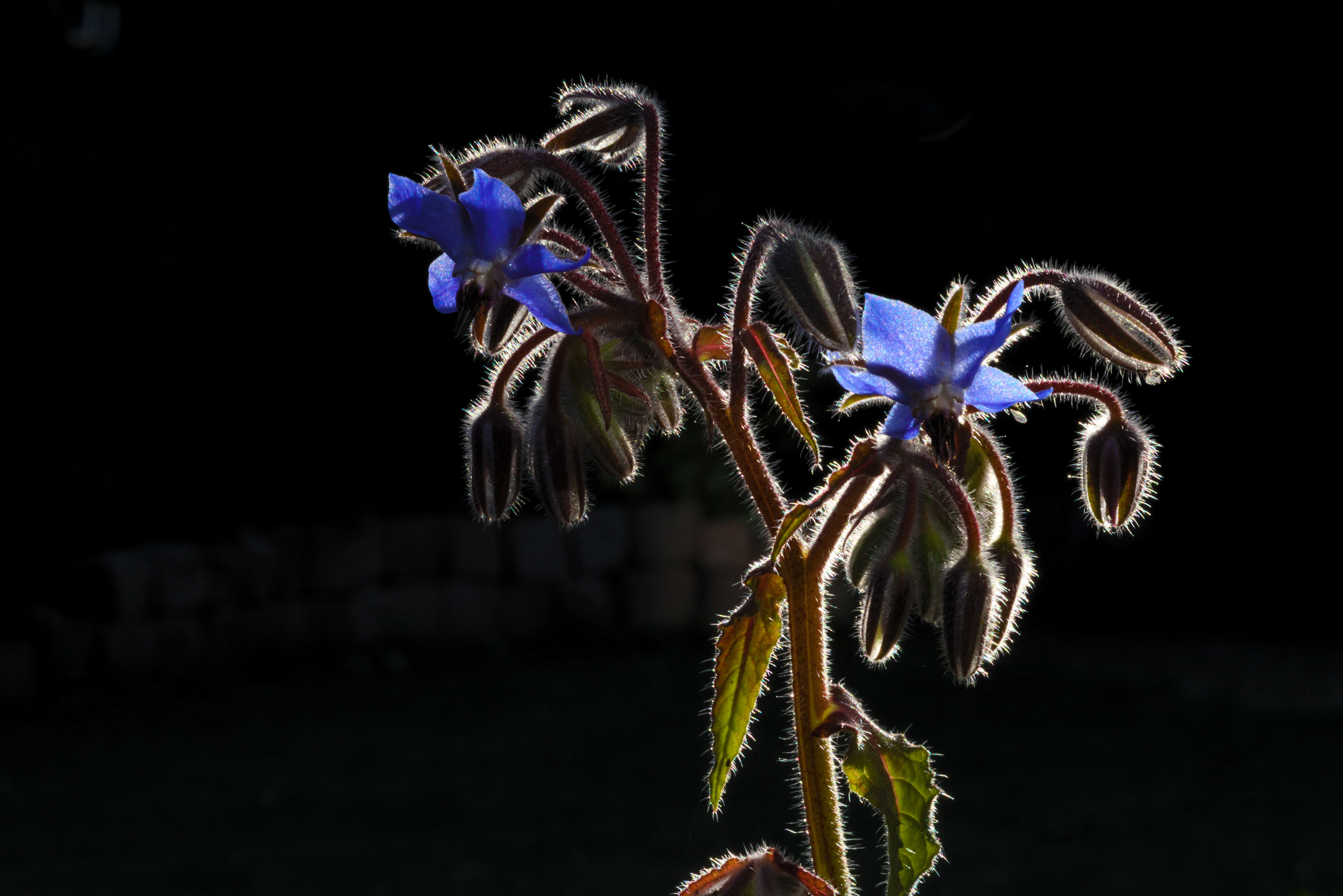 Image of borage