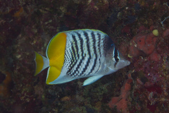 Image of Atoll Butterflyfish