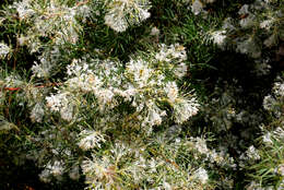 Image of Silky-oak