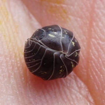 Image of Pill woodlouse