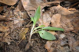 Imagem de Spiranthes tuberosa Raf.