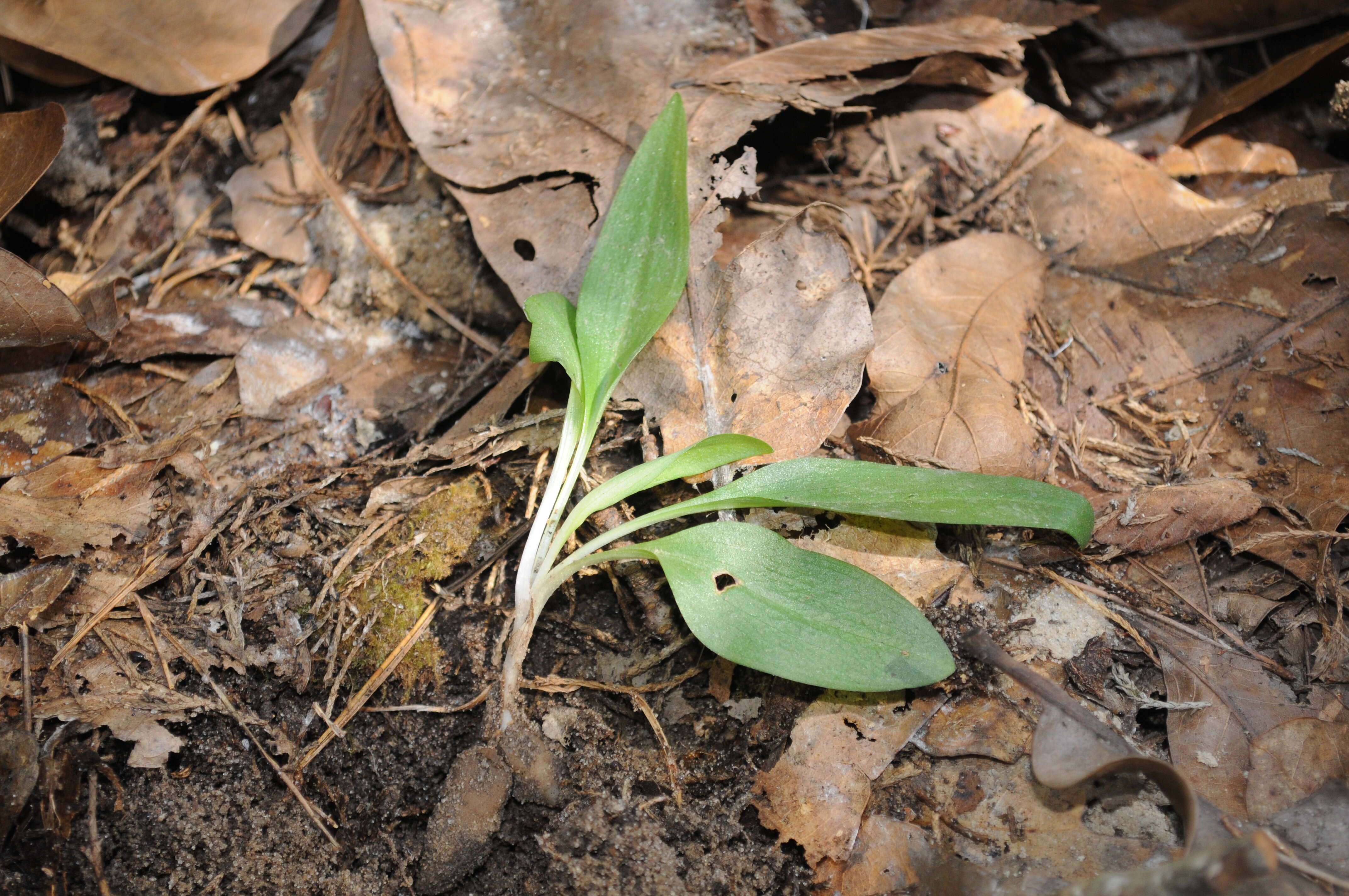 Слика од Spiranthes tuberosa Raf.