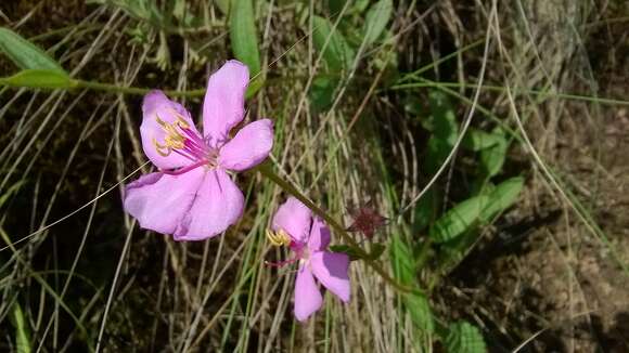 صورة Pleroma gracile (Bonpl.) A. Gray