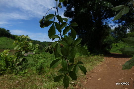 Image of <i>Paullinia pinnata</i>