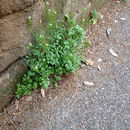 Image of <i>Cardamine <i>hirsuta</i></i> hirsuta