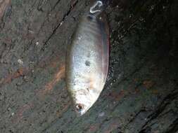 Image of Blue gourami