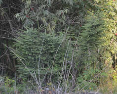 Image of Norway spruce