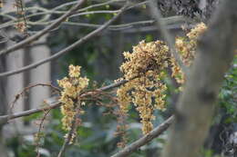 Imagem de Sterculia villosa Roxb.