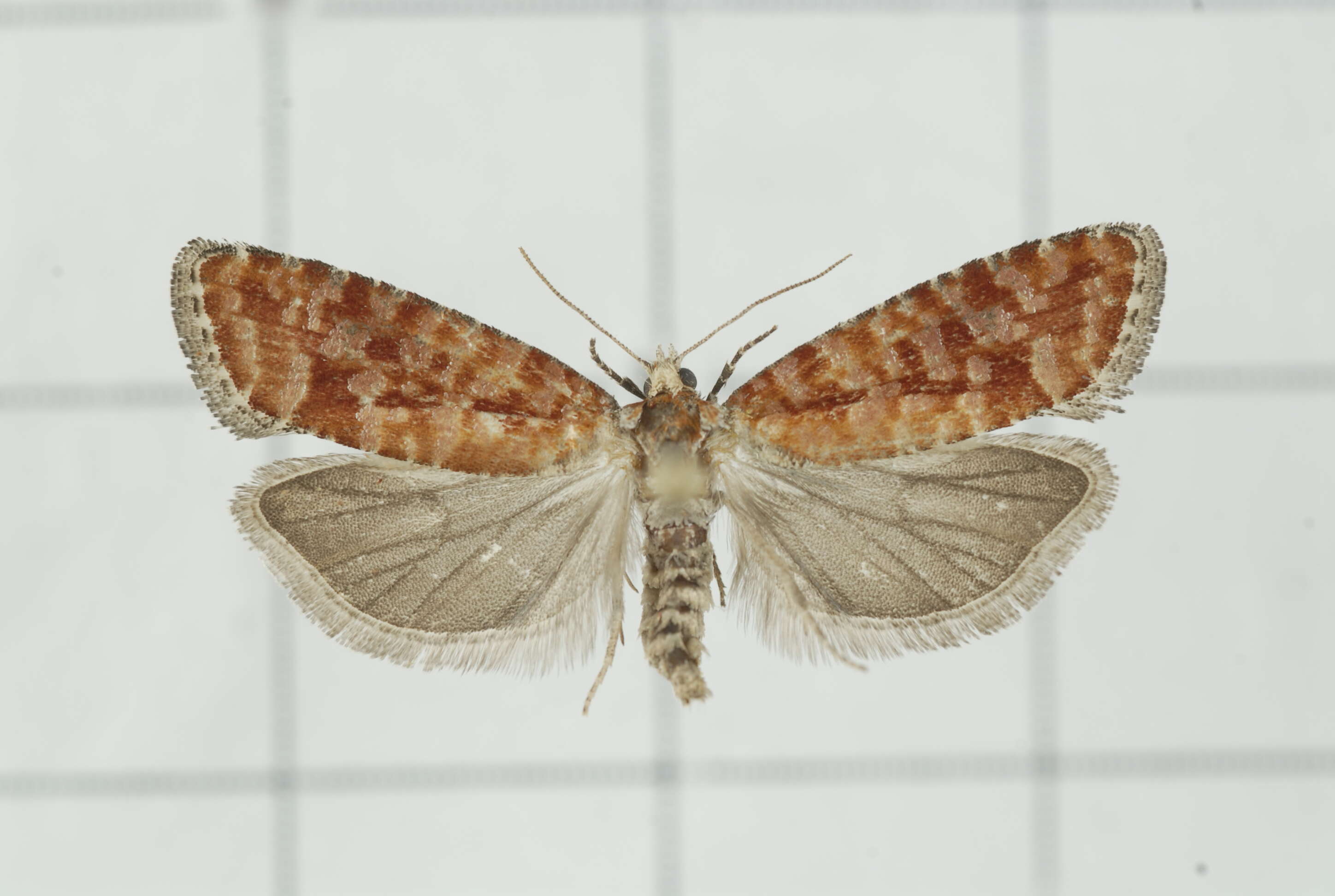 Image of Rhyacionia pinicolana Doubleday 1850