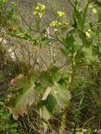 Plancia ëd Brassica rupestris Raf.