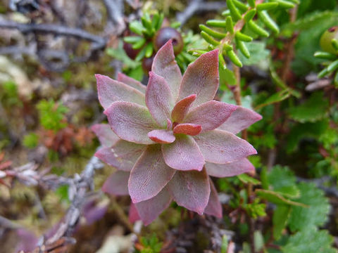 Image of <i>Rhodiola rosea</i>