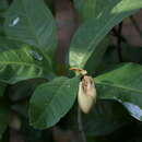 Image of Magnolia liliifera (L.) Baill.