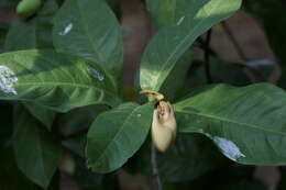 Image of Magnolia liliifera (L.) Baill.