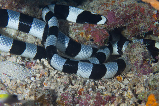 Image of Banded sea krait