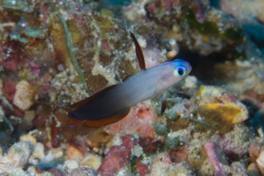 Image of Elegant firefish