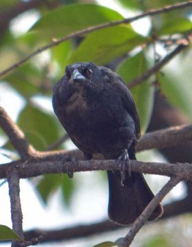 Image of Melodious Blackbird
