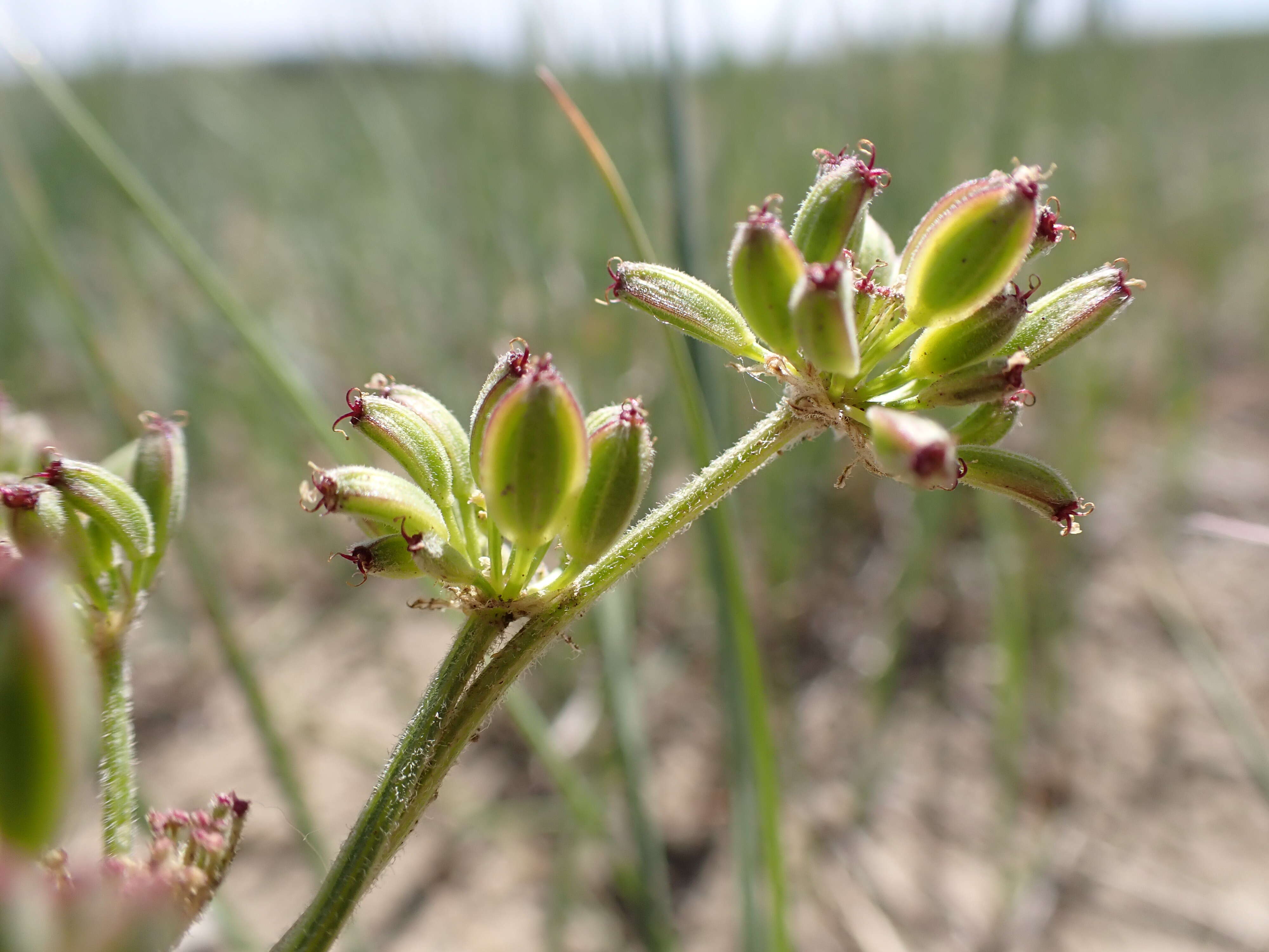 Image of desert biscuitroot