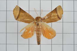 Image of Carea varipes Walker 1856