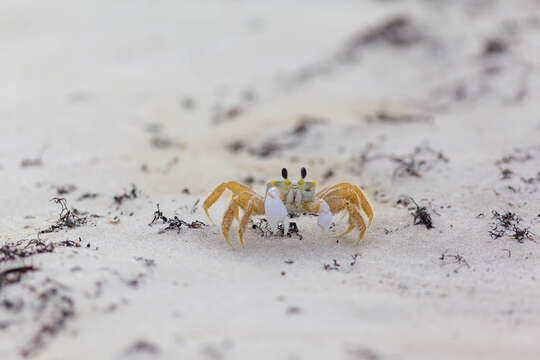 Image of Atlantic Ghost Crab