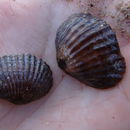Image of Notosaria nigricans