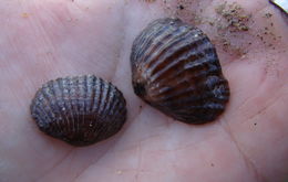 Image of Notosaria nigricans