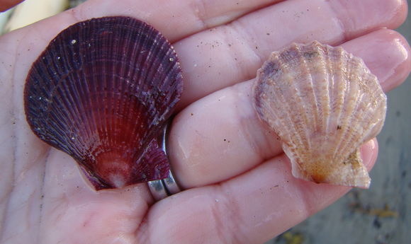 Image of <i>Talochlamys gemmulata</i> (Reeve 1853)