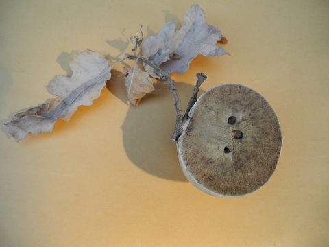 Image of California Gall Wasp