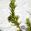 Image of <i>Suriana maritima</i>