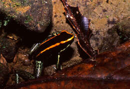 Image of Golfodulcean Poison Frog