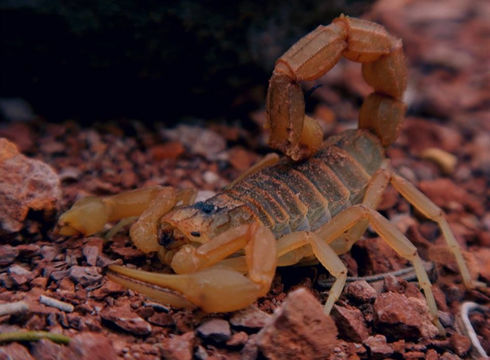 Image of Common yellow scorpion