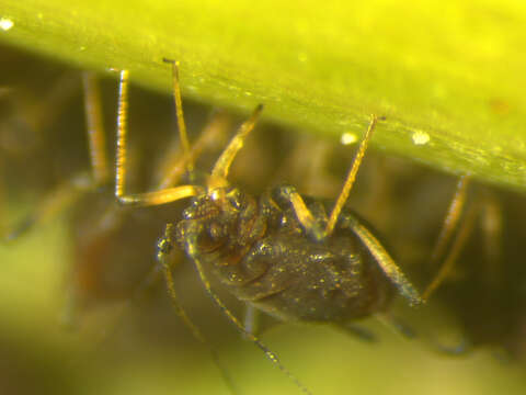 Image of Banana aphid