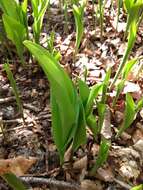 Image of convallaria