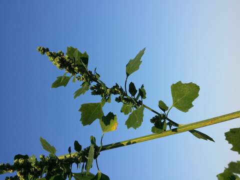 Plancia ëd Chenopodium opulifolium Schrader